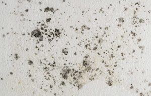 Black spots of toxic mold and fungus bacteria growing on a white